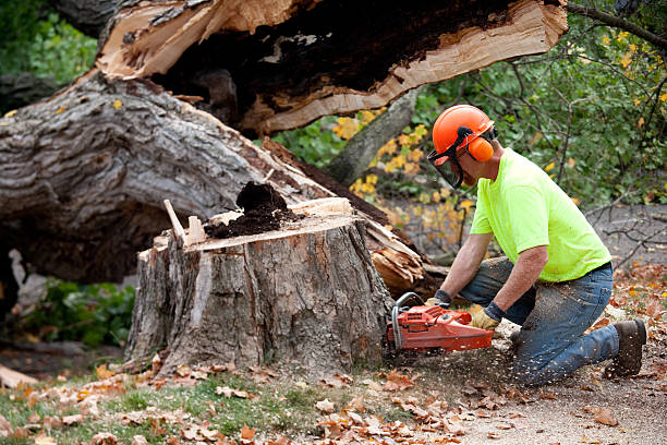 Tree Removal for Businesses in Tysons, VA